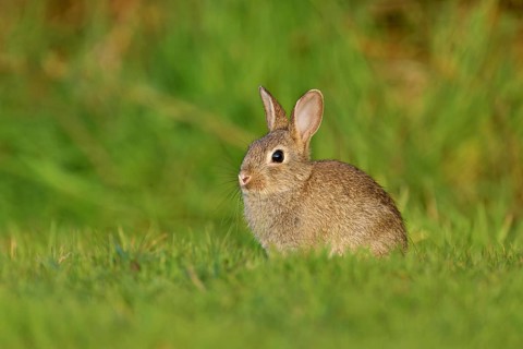 Wild rabbit (Oryctolagus cuniculus), young animal sitting on a meadow, Texel, West Frisian Islands,