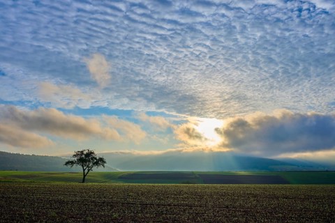 A lone apple tree (Malus Domestica), in a field at sunrise, surrounded by dramatic sky and rays of