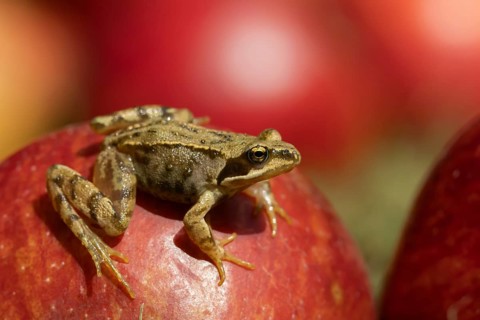 Common frog (Rana temporaria) adult amphibian on a fallen apple fruit on a garden lawn in the