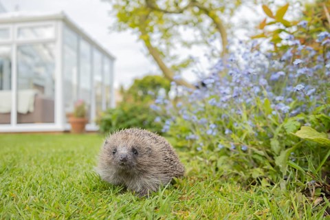 European hedgehog (Erinaceus europaeus) adult animal on an urban garden grass lawn in the spring