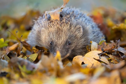 European hedgehog (Erinaceus europaeus) adult animal on an urban garden grass lawn with fallen