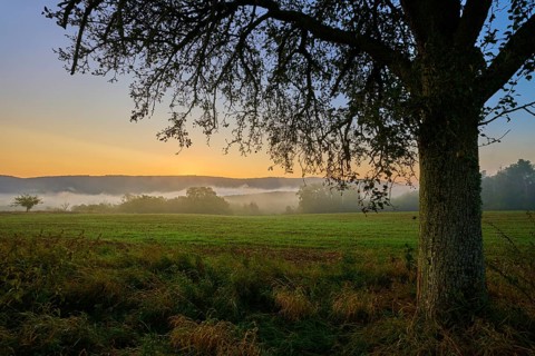 A calm sunrise over a misty meadow with an apple tree (Malus domestica) in the foreground, autumn,
