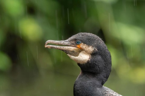 Portrait of a great cormorant (Phalacrocorax carbo) in colourful breeding plumage in spring during