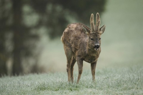 European roe deer (Capreolus capreolus) buck with velvet horns and shaggy winter coat in the