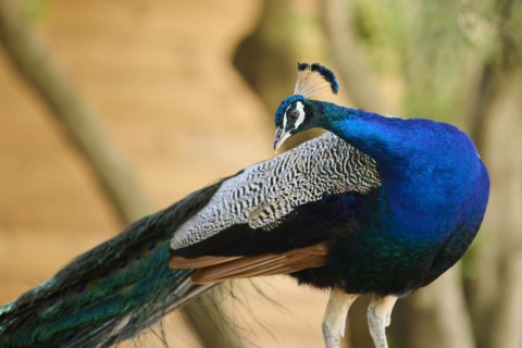 Indian peafowl (Pavo cristatus) portrait, Spain, Europe