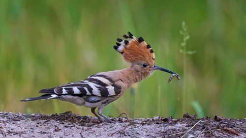 Hoopoe (Upupa epops) Bird of the Year 2022, mating, male with caterpillar as food, erect cap,