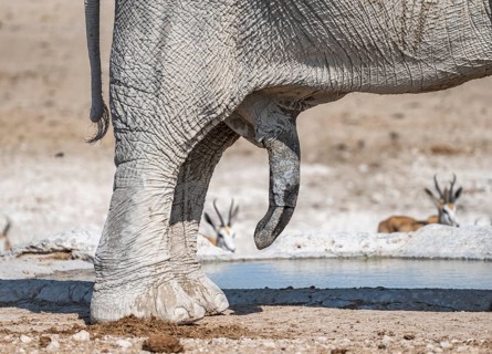 African elephant (Loxodonta africana), detail, penis, at a waterhole, Nebrowni Waterhole, Etosha