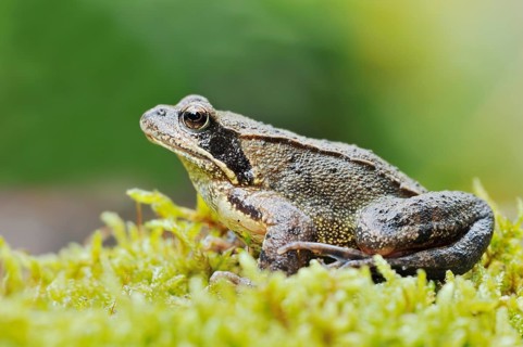 Common frog (Rana temporaria), North Rhine-Westphalia, Germany, Europe