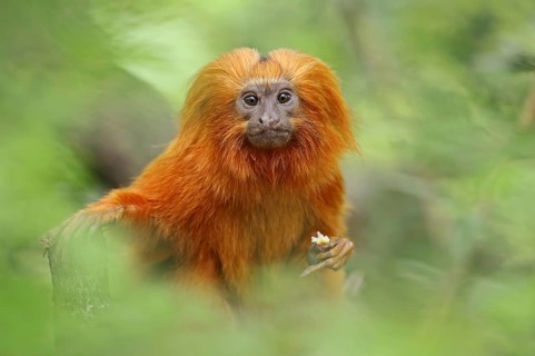 Golden lion tamarin (Leontopithecus rosalia), captive, occurrence in Brazil