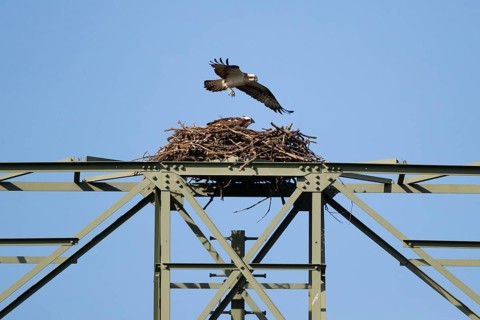 An osprey flies over its eyrie, Müritz region, Mecklenburg-Western Pomerania, Germany, Europe