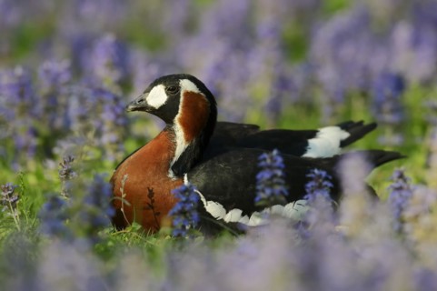 Red-breasted goose (Branta ruficollis), captive, occurrence in the European Arctic