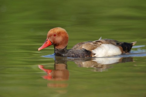 Red-crested pochard (Netta rufina), male, Camargue, Provence, southern France