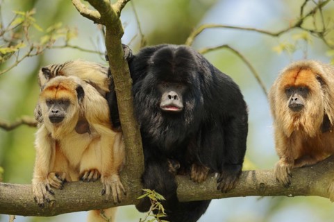 Black howler (Alouatta caraya), male and female with young, captive, occurring in South America