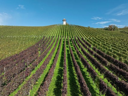 Aerial view of a vineyard, vineyard slope with winery tower of the historic Haltnau winery near