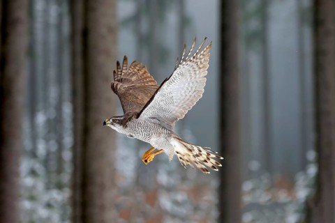 Goshawk (Accipiter gentilis), adult in winter, flying in the snow, Zdarske Vrchy, Bohemian-Moravian