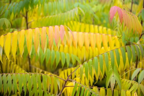 Autumn coloured leaves of a vinegar tree (Rhus typhina), Full size, Baden-Württemberg, Germany,