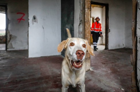 Rescue dog training, the sniffer dogs practise searching for injured people in empty houses, Herne,
