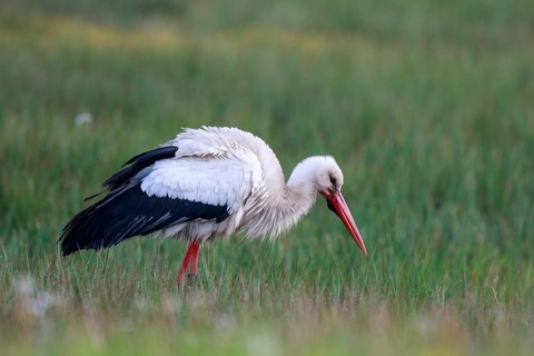 White Stork (Ciconia ciconia) male foraging, North Rhine-Westphalia, Germany, Europe