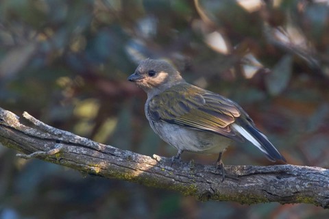 Lesser Honeyguide (Indicator minor), Western Cape, South Africa, Africa