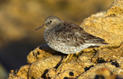 Purple Sandpiper (Calidris maritima), Brittany, France, Europe