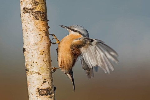 Eurasian Nuthatch (Sitta europaea) spreading wings, Aosta Valley, Italy, Europe