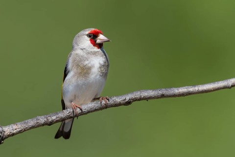 Grey-headed Goldfinch - Stieglitz - Carduelis carduelis ssp. caniceps, Kazakhstan, adult, Asia