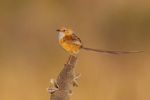 Southern Emu-wren (Stipiturus malachurus), New South Wales, Australia, Oceania