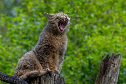European wildcat, wild cat (Felis silvestris silvestris) on dead tree trunk waking up and yawning