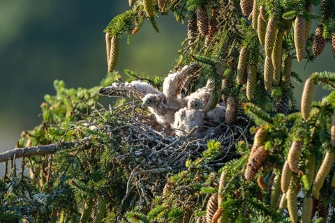 Common kestrel (Falco tinnunculus), young birds not yet ready to fly in the nest,