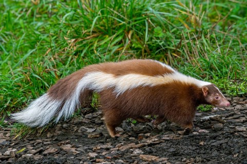 Striped skunk (Mephitis mephitis) brown, cream-colored mutation, native to southern Canada, the