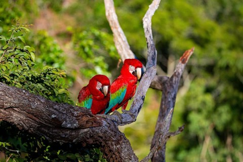 Red-and-green macaw (Ara chloropterus) Buraco das Araras Brazil