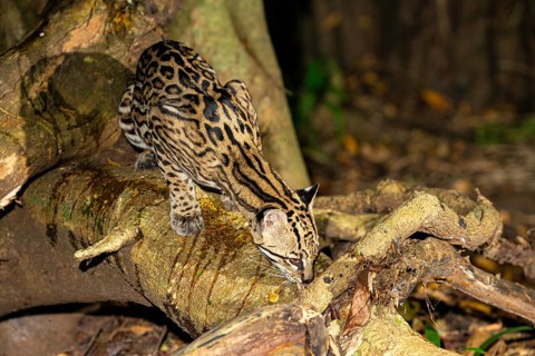 Ocelot (Felis pardalis) Pantanal Brazil