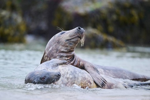 Grey seal (Halichoerus grypus) playing with each other in the water, sea, Düne, Helgoland,