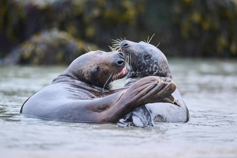 Grey seal (Halichoerus grypus) playing with each other in the water, sea, Düne, Helgoland,