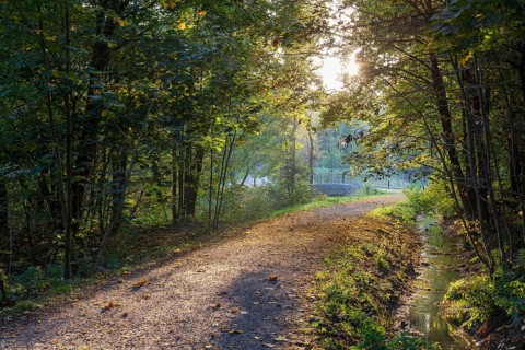 Forest path over the Pulsnitz in autumn, Königsbrücker Heide, Saxony, Germany, Europe