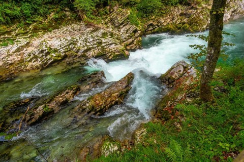 Turquoise water of radovna river rapids in vintgar gorge, a popular tourist destination near bled,