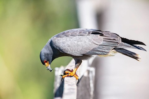 Snail Buzzard (Rostramus sociabilis) Pantanal Brazil