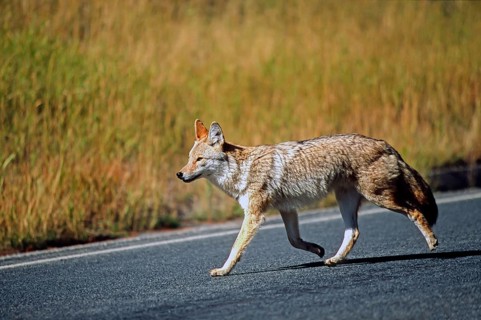Coyote. Canis latrans. Coyote walking along a road. Rocky Mountains national park. Colorado state.