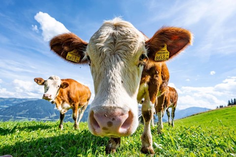 Three young curious calves (Bos primigenius taurus), cows on an alpine meadow, stretching their