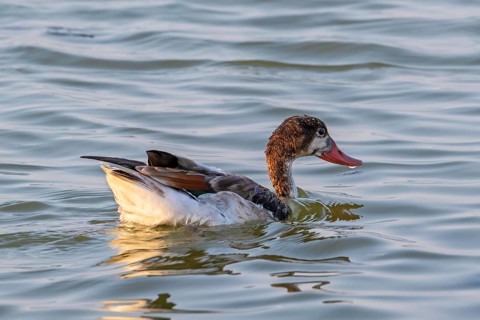 Common shelduck (Tadorna tadorna, Anas tadorna) juvenile swimming in pond in late summer, autumn