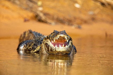 Spectacled caiman (Caiman crocodilius) Panatanal Brazil