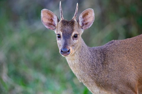 Grossmazama (Mazama americana) Pantanal Brazil
