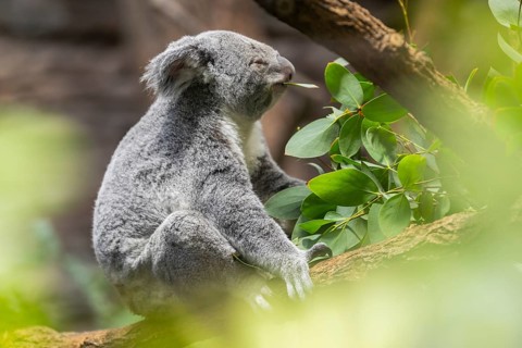 Koala (Phascolarctos cinereus) sitting on a tree, captive, distribution South Australia, Australia,