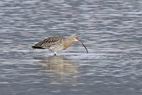 Eurasian curlew (Numenius arquata), foraging, Klingnauer Stausee nature reserve, Canton Aargau,