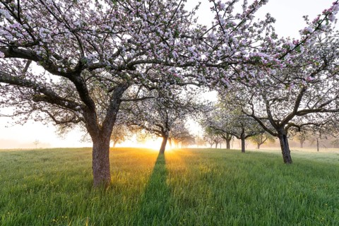 Fresh blossom, morning light, ground mist... simply magical! Foothills orchard meadow in bloom -