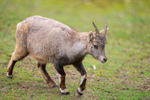 Alpine ibex (Capra ibex) female walking on a meadow, Bavaria, Germany, Europe