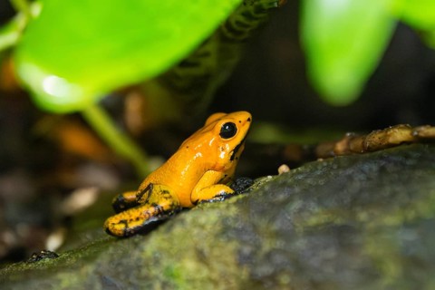 Golden poison frog (Phyllobates terribilis) sitting under leafes, captive, Germany, Europe