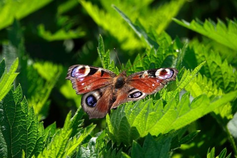 Peacock butterfly, spring, Germany, Europe