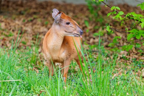 A male Red Forest Duiker (Cephalophus natalensis) stands in a green meadow, eating grass and herbs