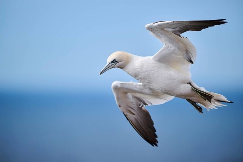 Northern gannet (Morus bassanus) flying over the sea, wildlife, Helgoland, Germany, Europe